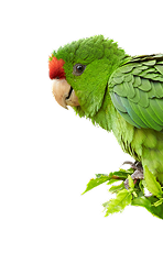 Especie derecha 1