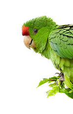 Especie derecha 1