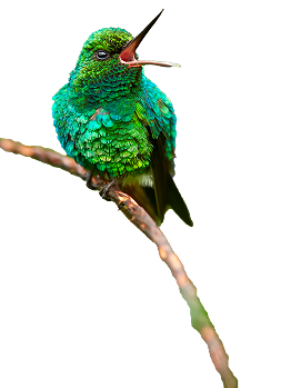 Especie izquierda