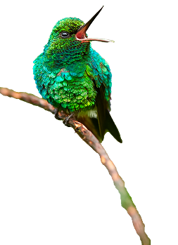 Especie izquierda
