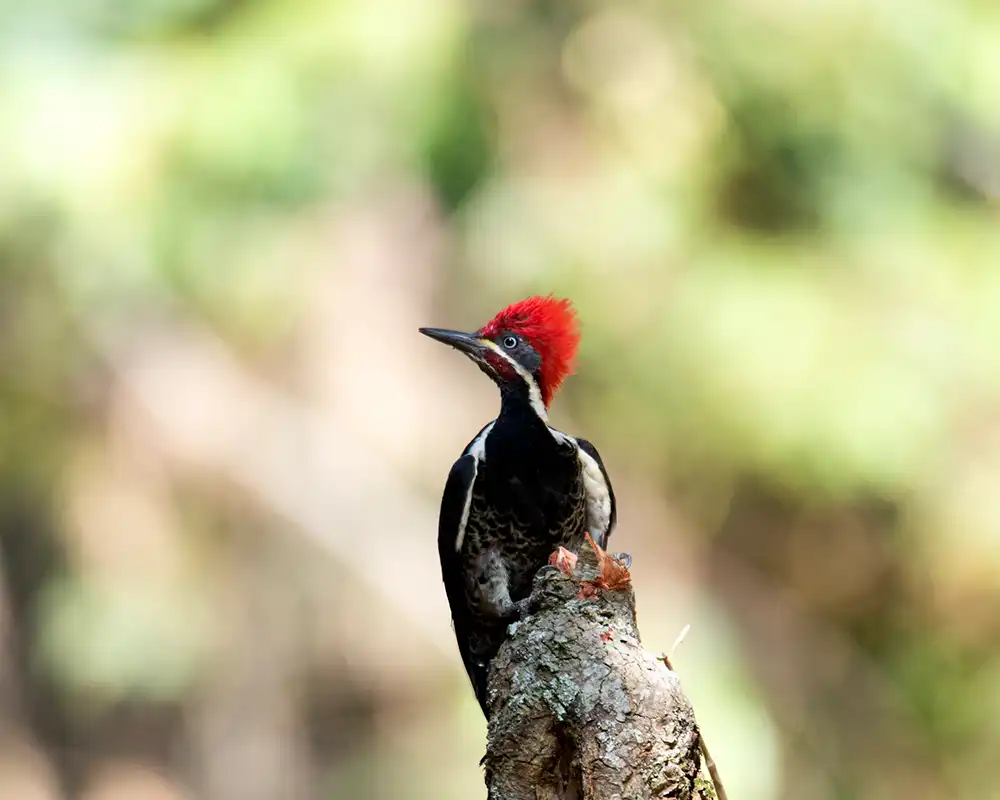 Discover Providencia Ecological Park