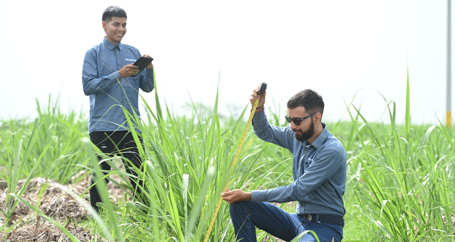 Sugarcane Suppliers